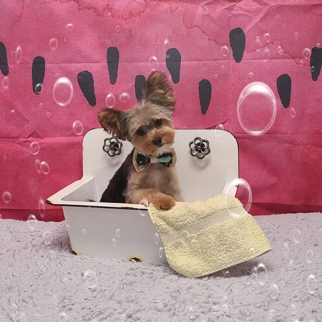 K9 Comfort Downtown Bellevue, IA